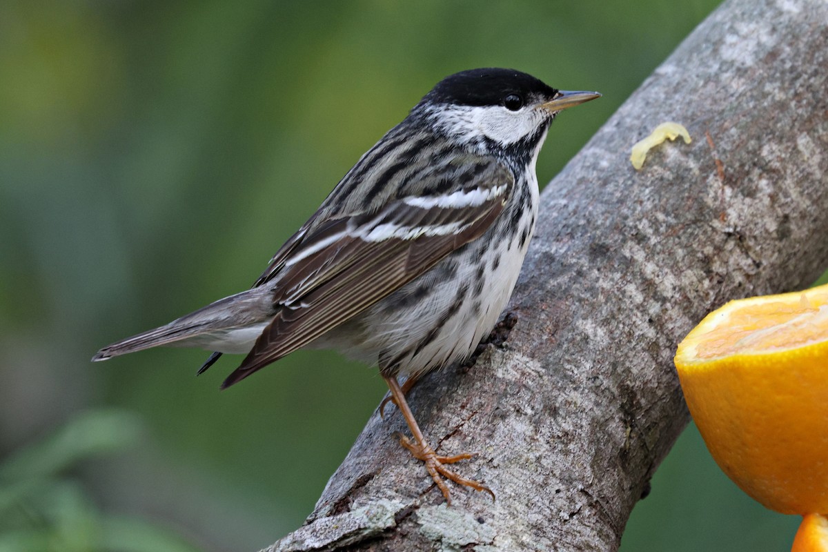 Blackpoll Warbler - ML618752418