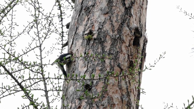 Williamson's Sapsucker - ML618752421