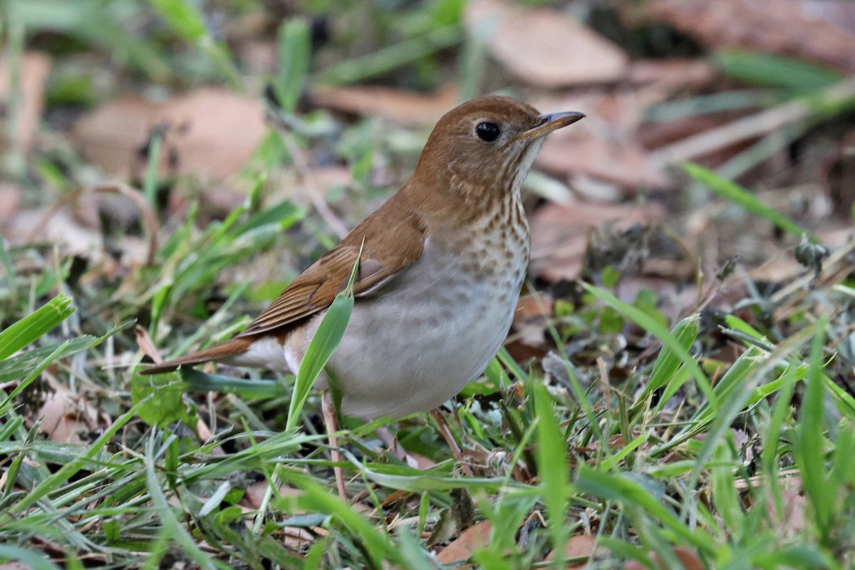 Veery - ML618752424