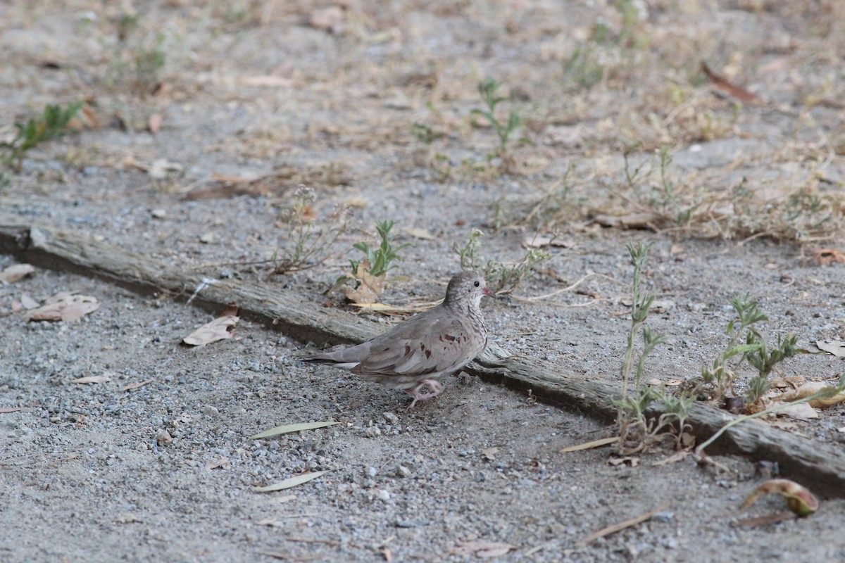 Common Ground Dove - ML618752442