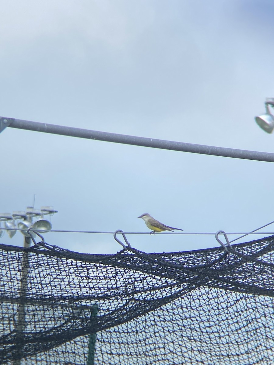 Western Kingbird - ML618752454