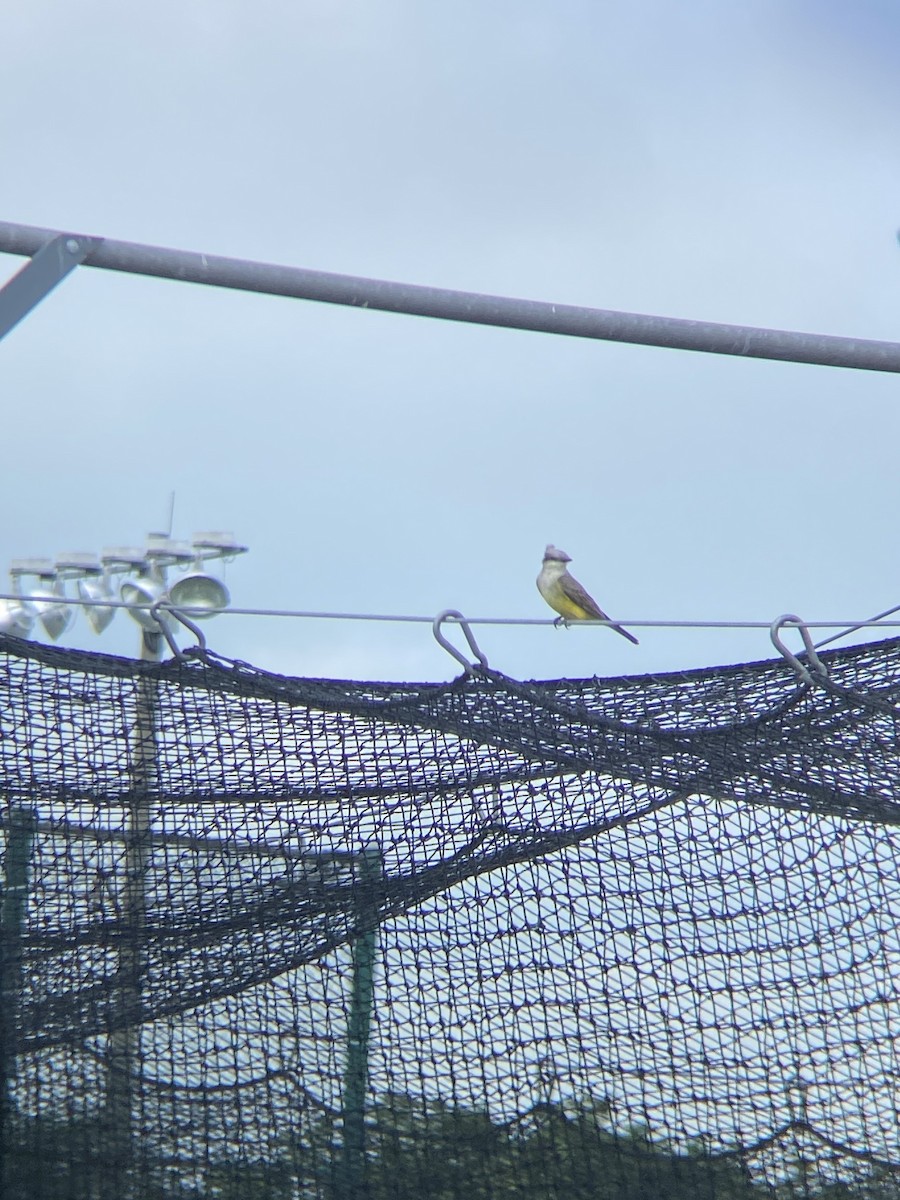 Western Kingbird - ML618752455