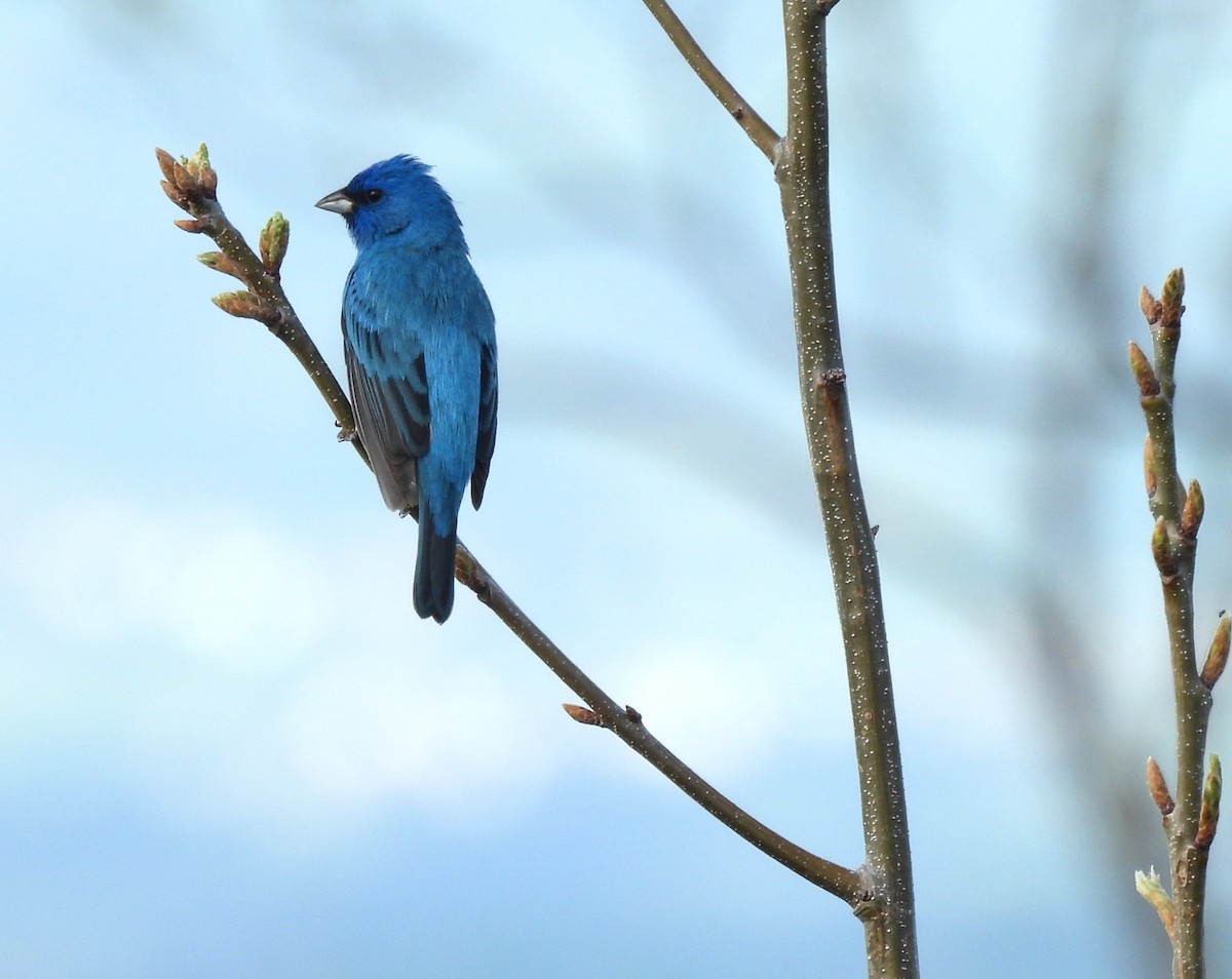 Indigo Bunting - Sue Ascher