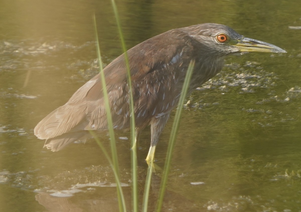 Black-crowned Night Heron - Phill and Lis Henry