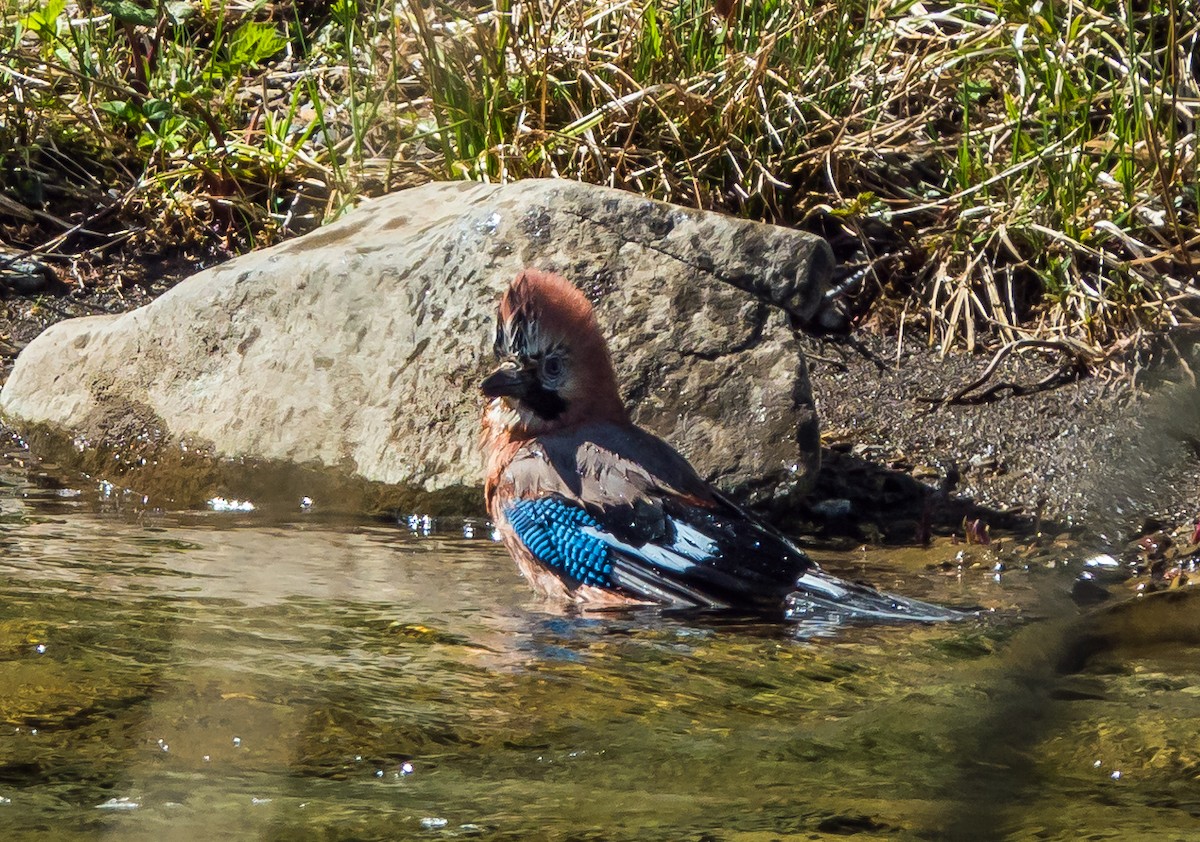 Eurasian Jay - Russell Scott