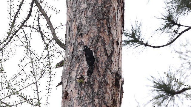 Williamson's Sapsucker - ML618752543