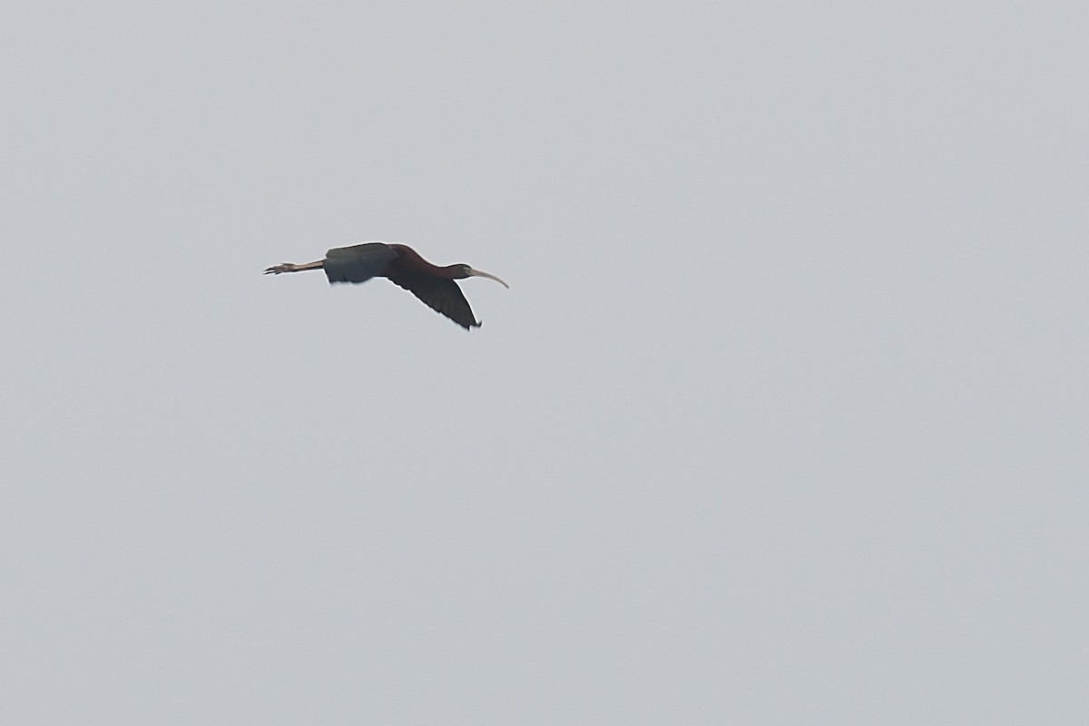 ibis hnědý - ML618752566