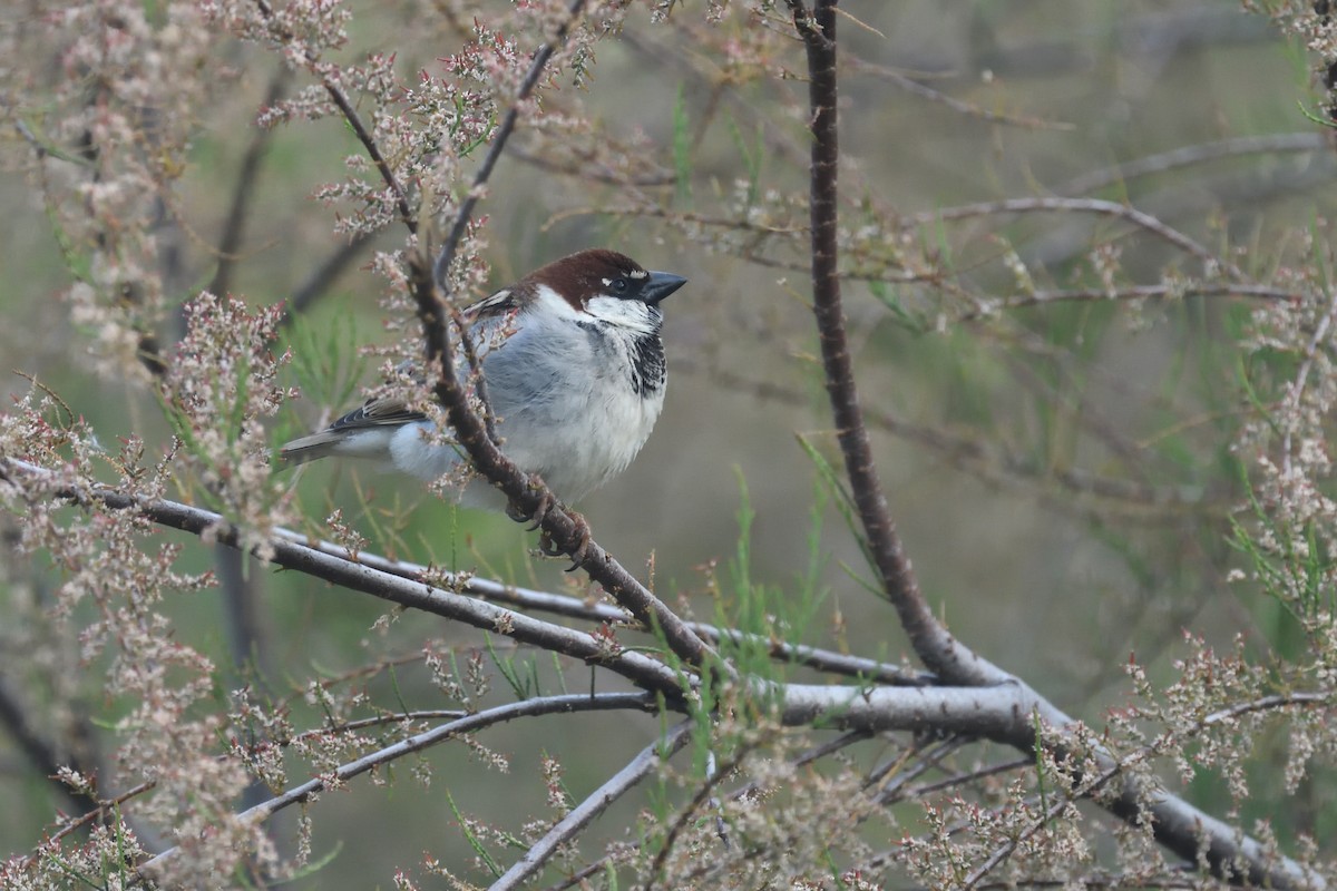 Italian Sparrow - ML618752571