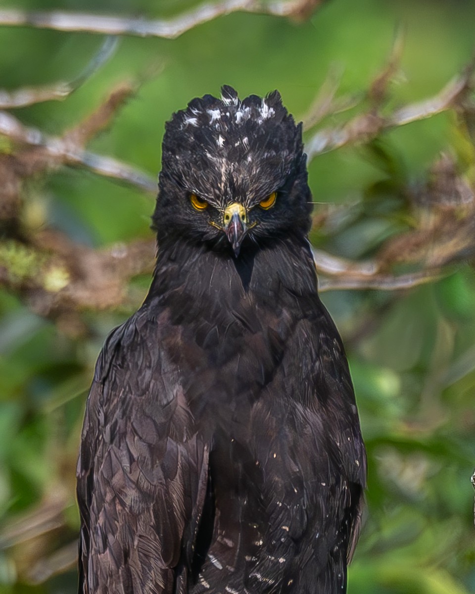 Black Hawk-Eagle - ML618752581