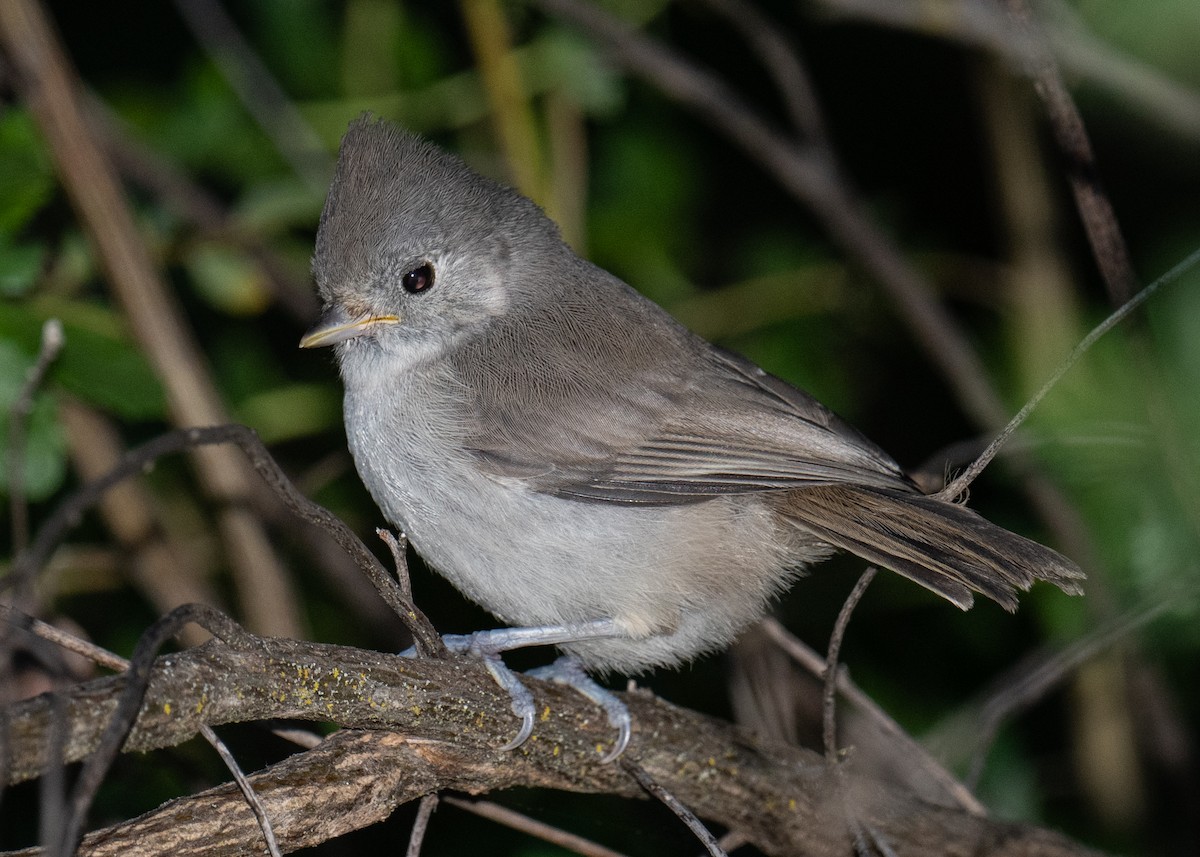 Oak Titmouse - ML618752603