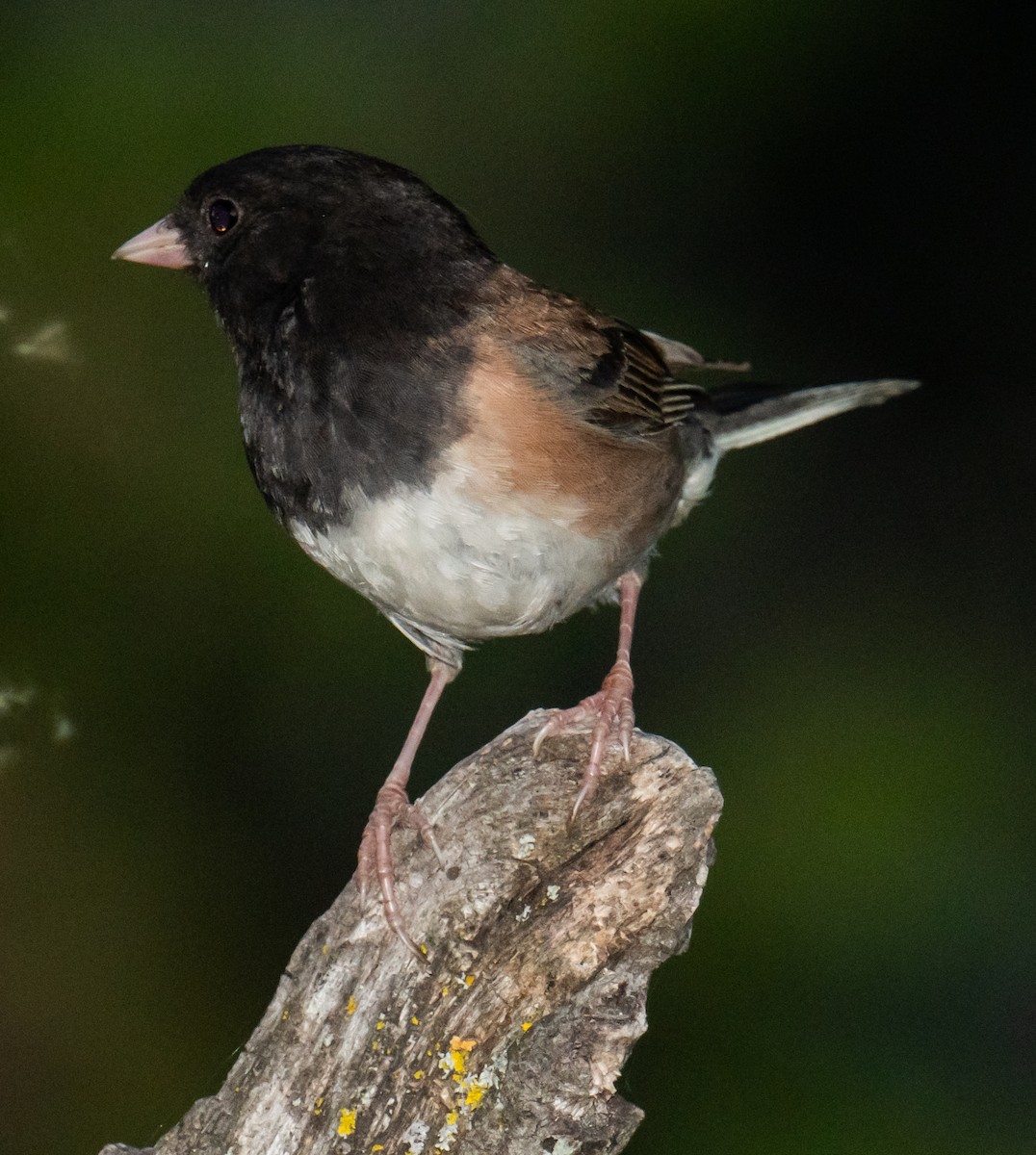 Dark-eyed Junco - ML618752612