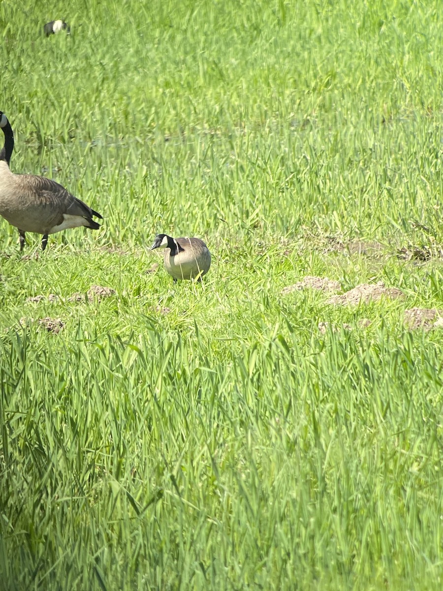 Cackling Goose (Taverner's) - ML618752624