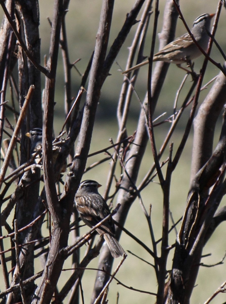 White-crowned Sparrow - Amy Ressler-Williams