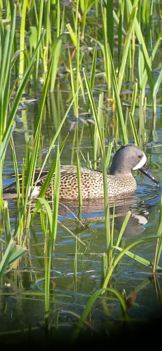 Blue-winged Teal - ML618752660