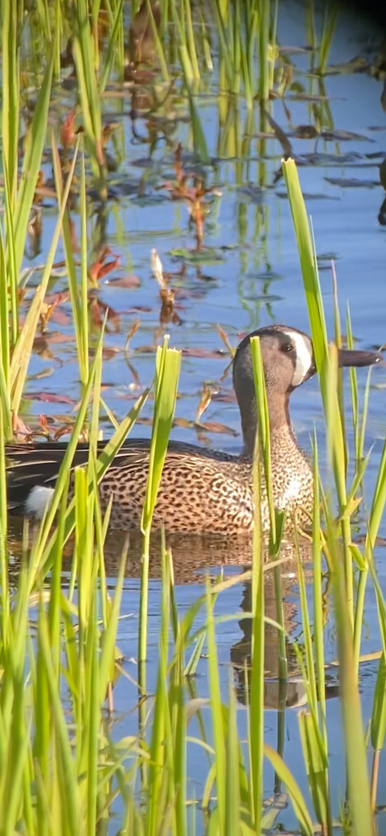 Blue-winged Teal - ML618752661