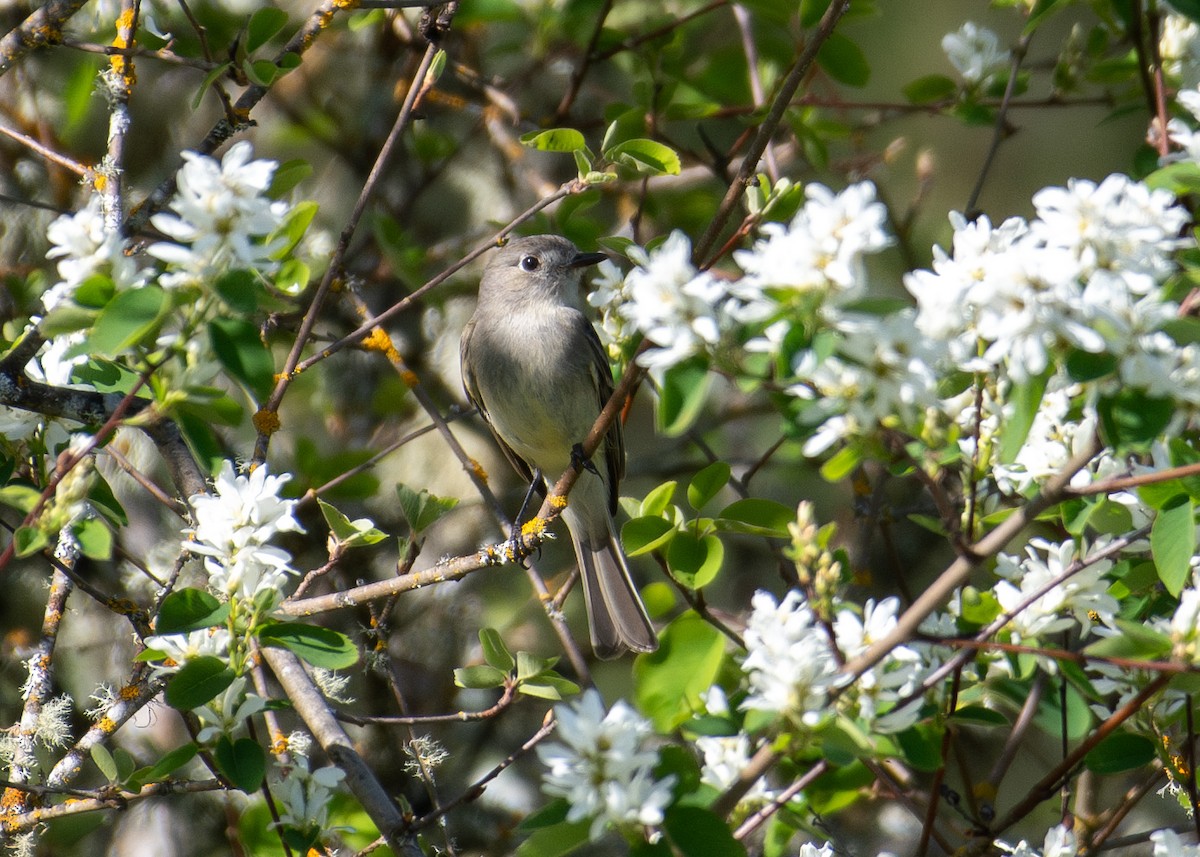 Dusky Flycatcher - ML618752672