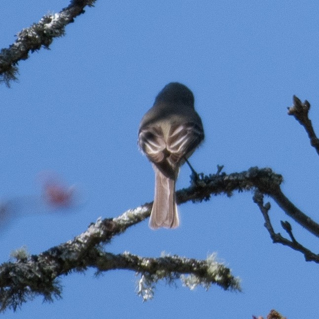 Dusky Flycatcher - ML618752684