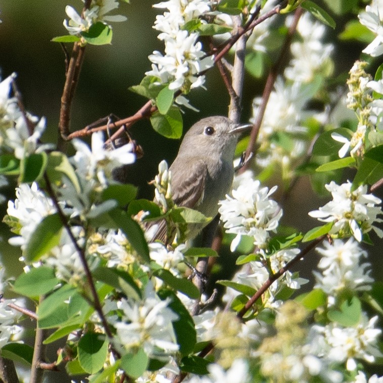 Dusky Flycatcher - ML618752746