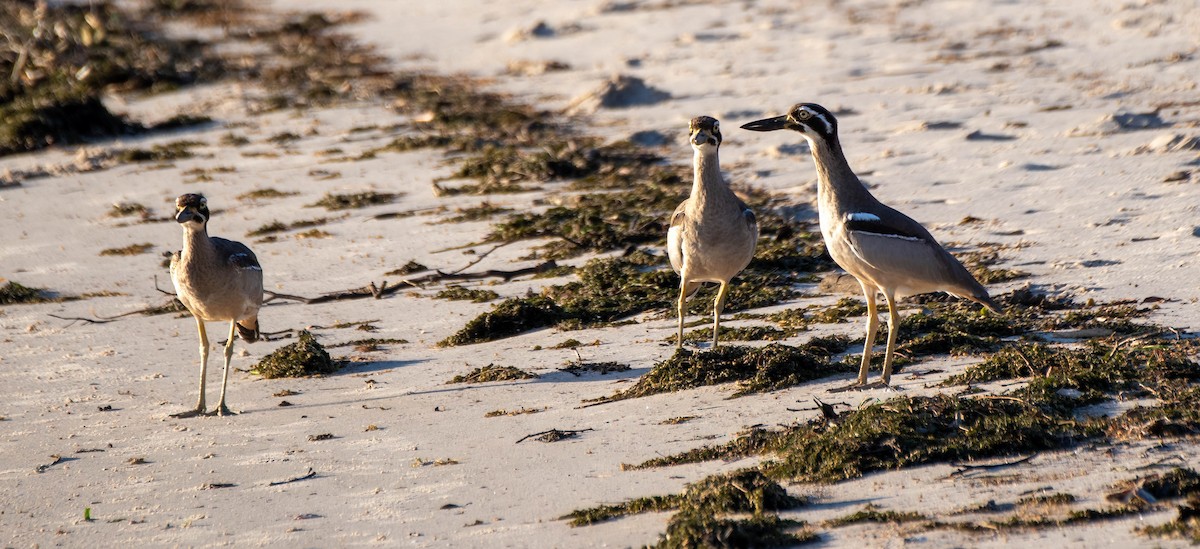 Beach Thick-knee - Gordon Arthur