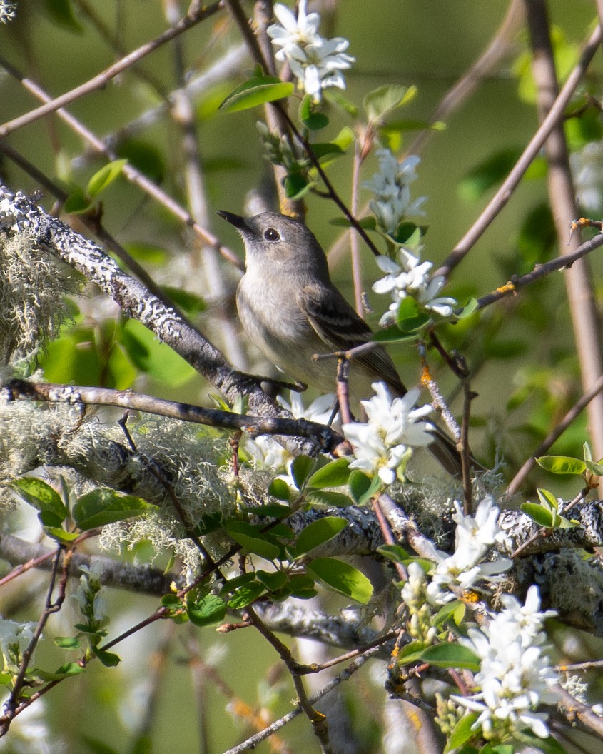Dusky Flycatcher - ML618752785