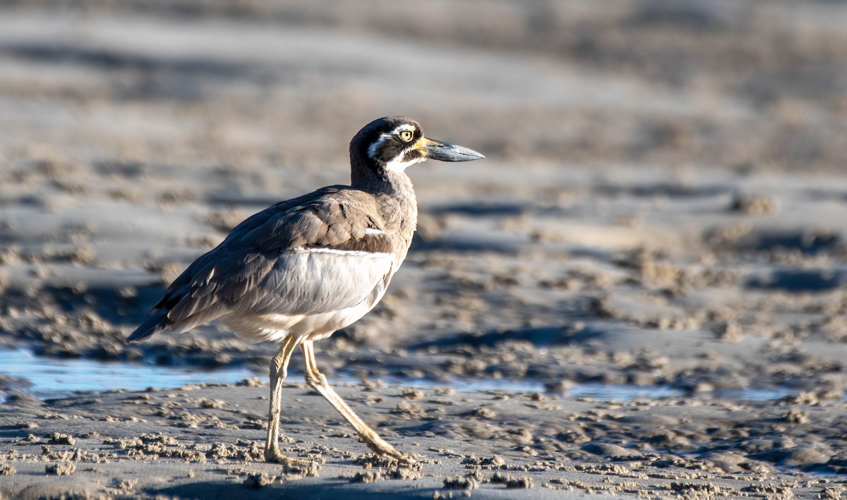 Beach Thick-knee - Gordon Arthur