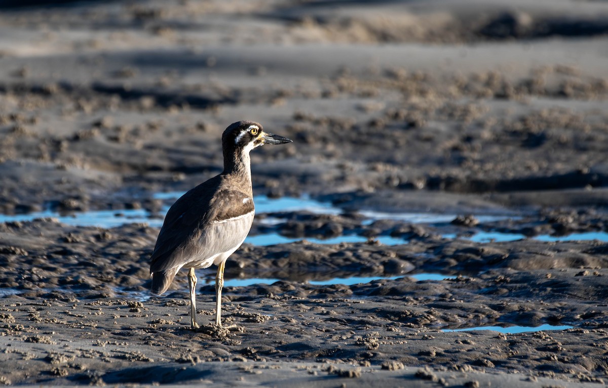 Beach Thick-knee - Gordon Arthur