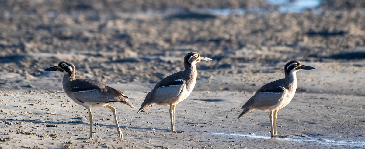 Beach Thick-knee - Gordon Arthur