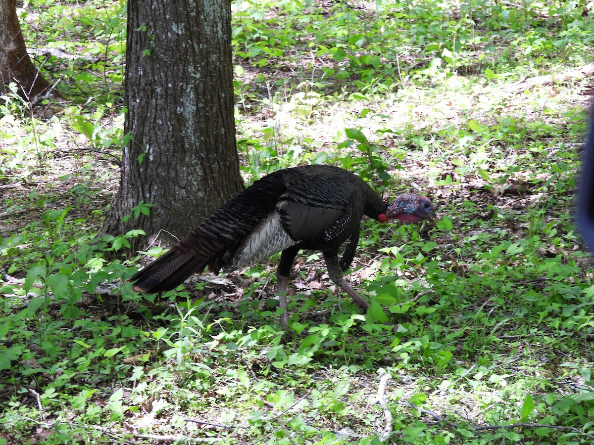 Wild Turkey - ML618752858