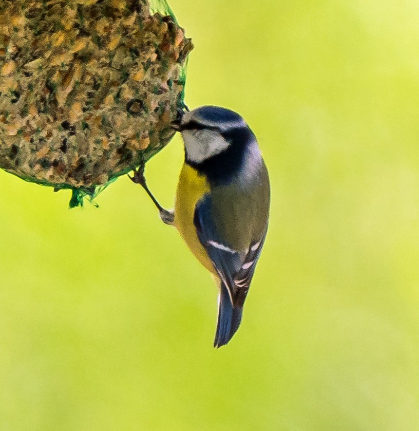 Eurasian Blue Tit - Russell Scott