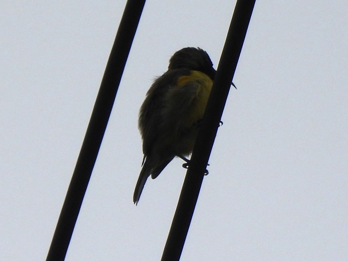 黃腹花蜜鳥 - ML618752892