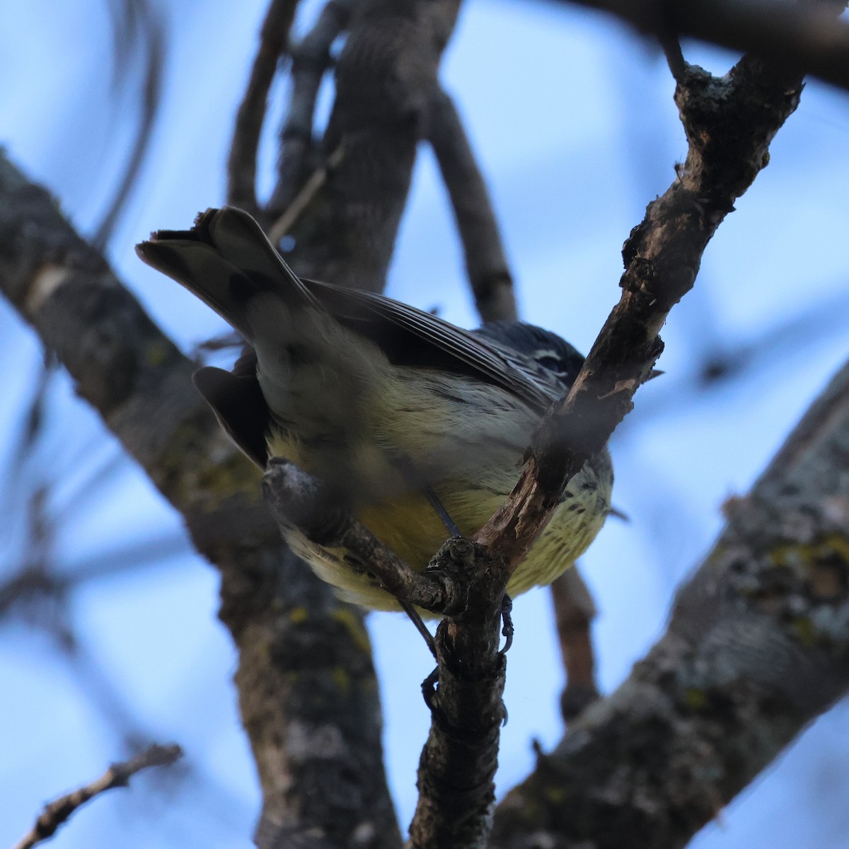 Kirtland's Warbler - Rhesa Sy