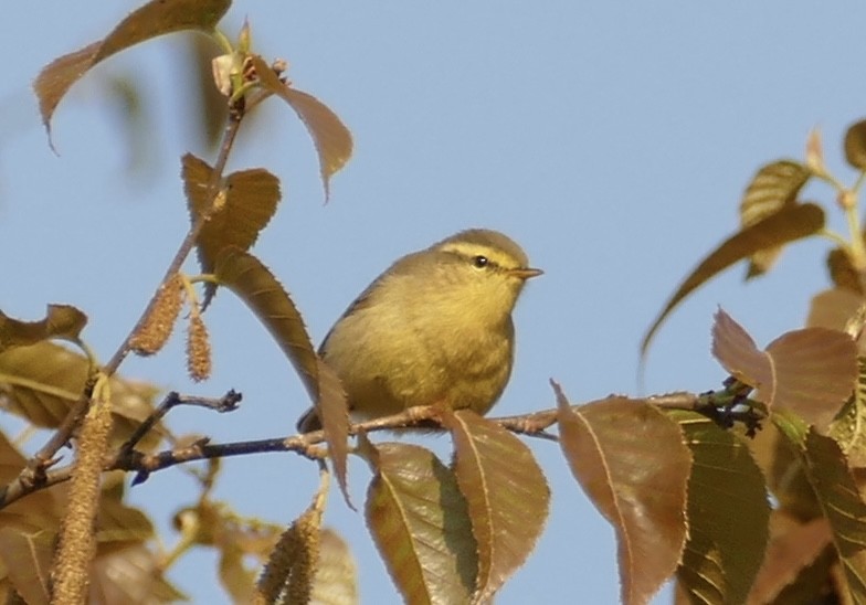 Gray-hooded Warbler - ML618752925