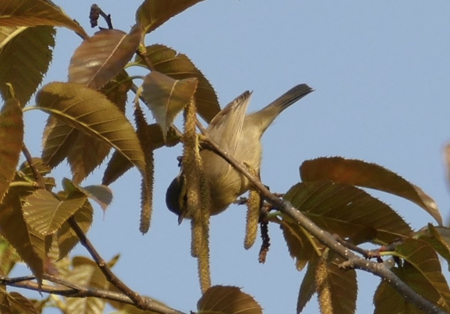 Gray-hooded Warbler - ML618752926