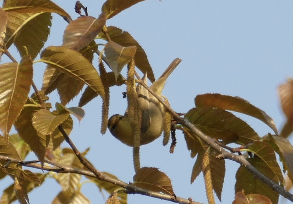 Gray-hooded Warbler - ML618752927