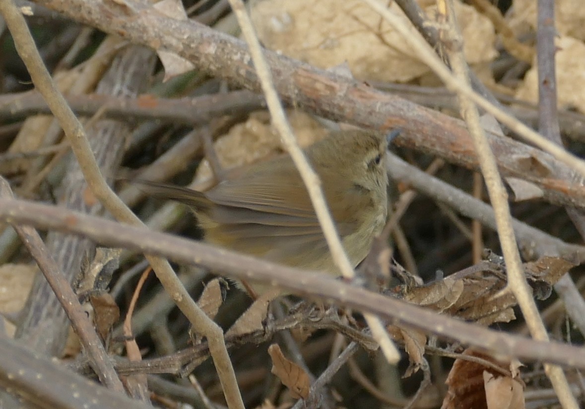 Brownish-flanked Bush Warbler - Jean-Paul Boerekamps