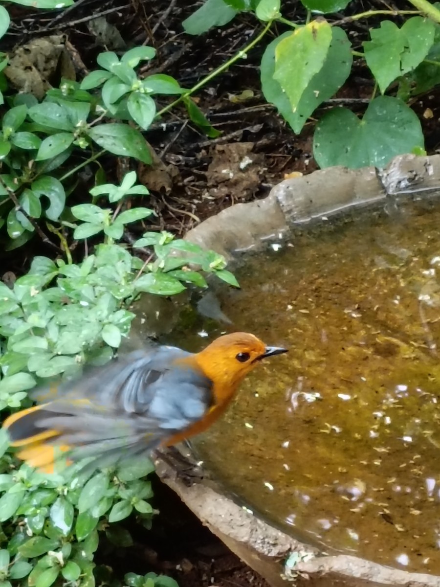 Red-capped Robin-Chat - ML618752938