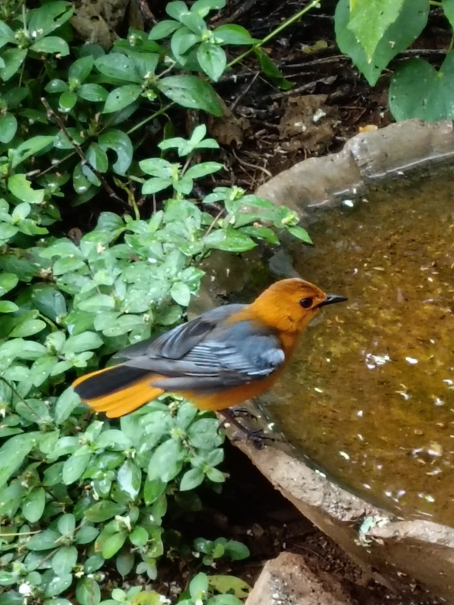 Red-capped Robin-Chat - ML618752939