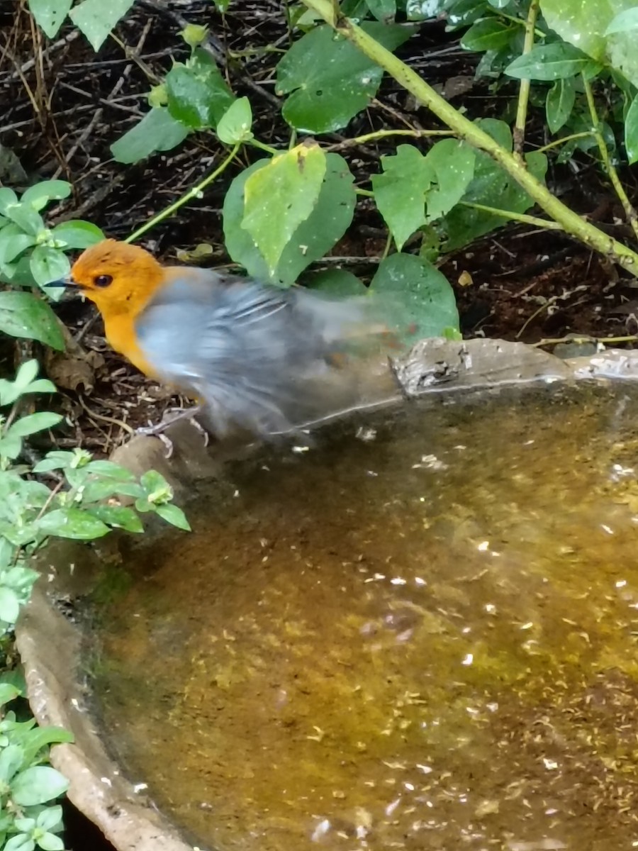 Red-capped Robin-Chat - ML618752940