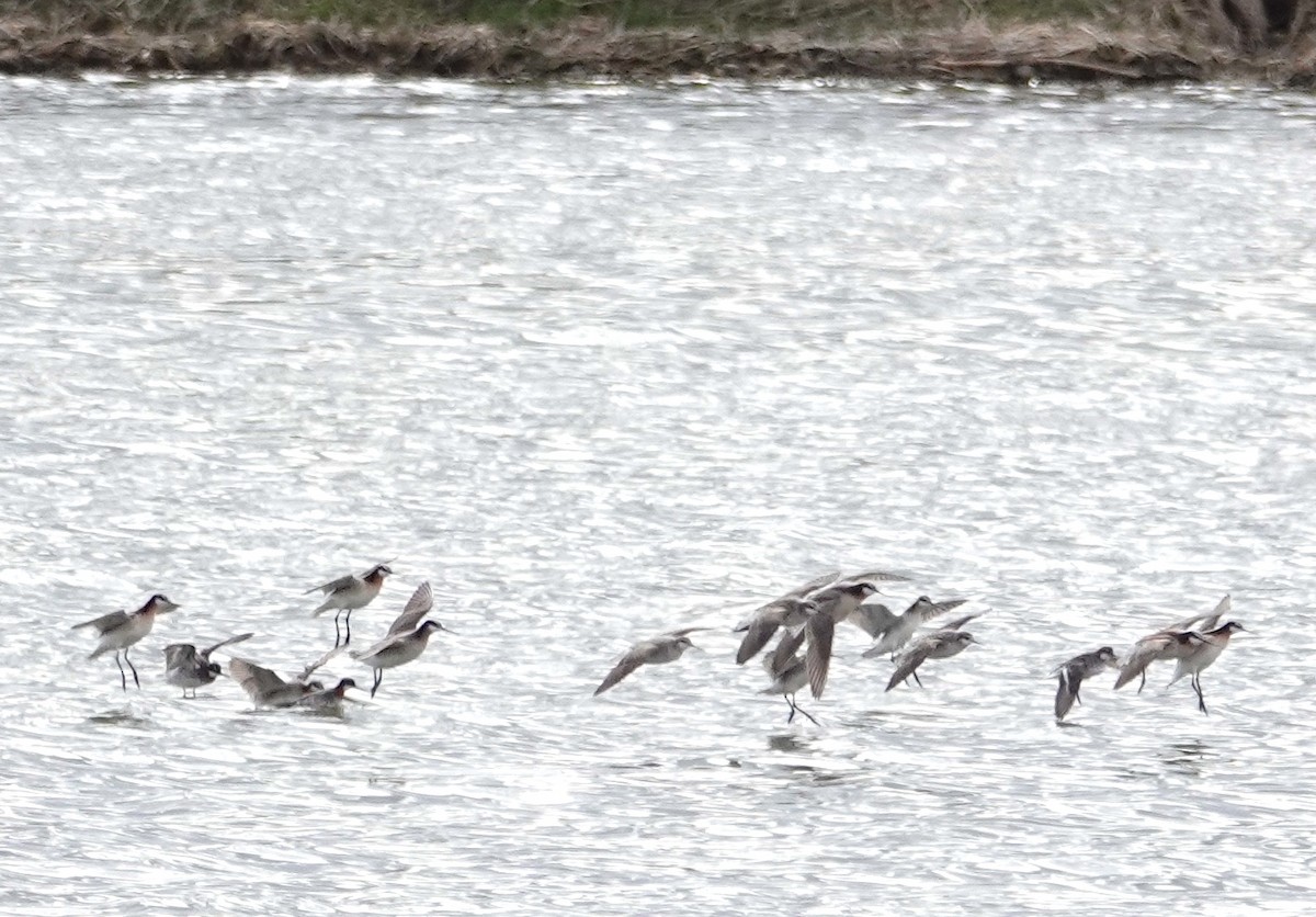 Wilson's Phalarope - Peter Williams