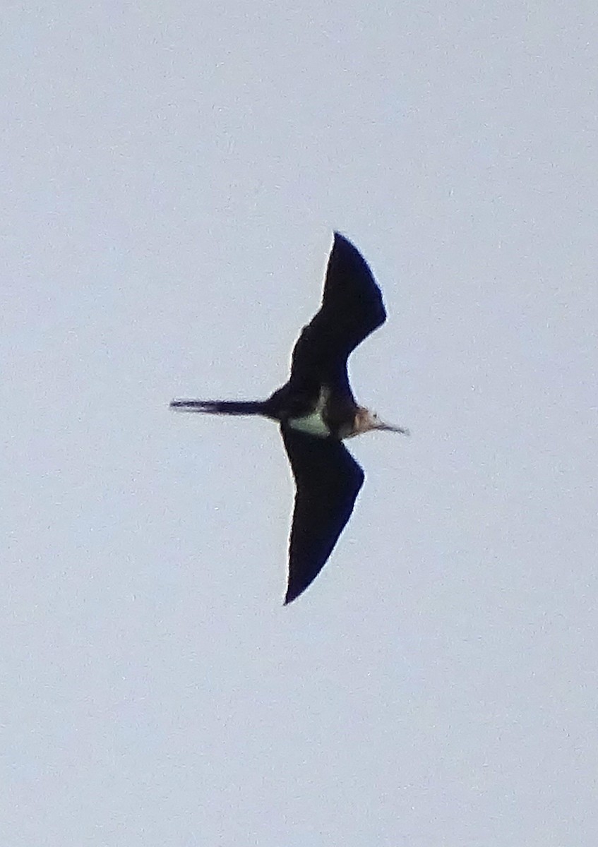 Christmas Island Frigatebird - ML618752989