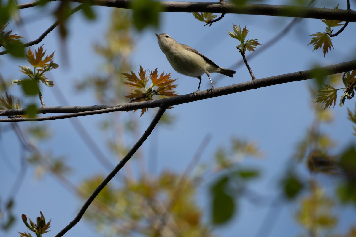 Warbling Vireo - Chad Berry