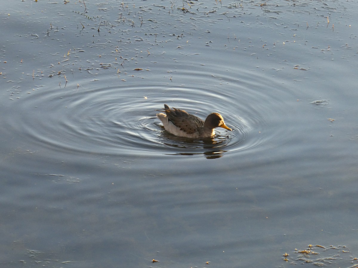 Yellow-billed Teal - ML618753053