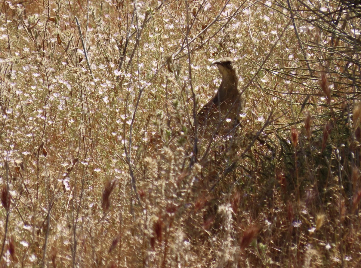 LeConte's Thrasher - Petra Clayton