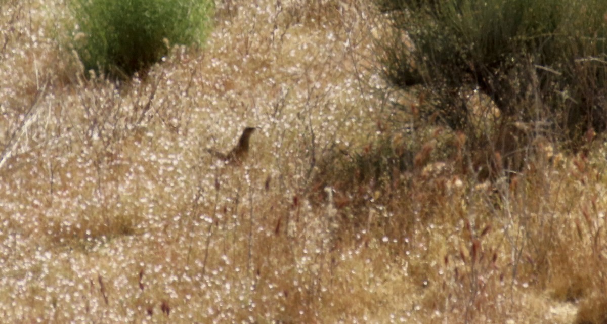 LeConte's Thrasher - Petra Clayton