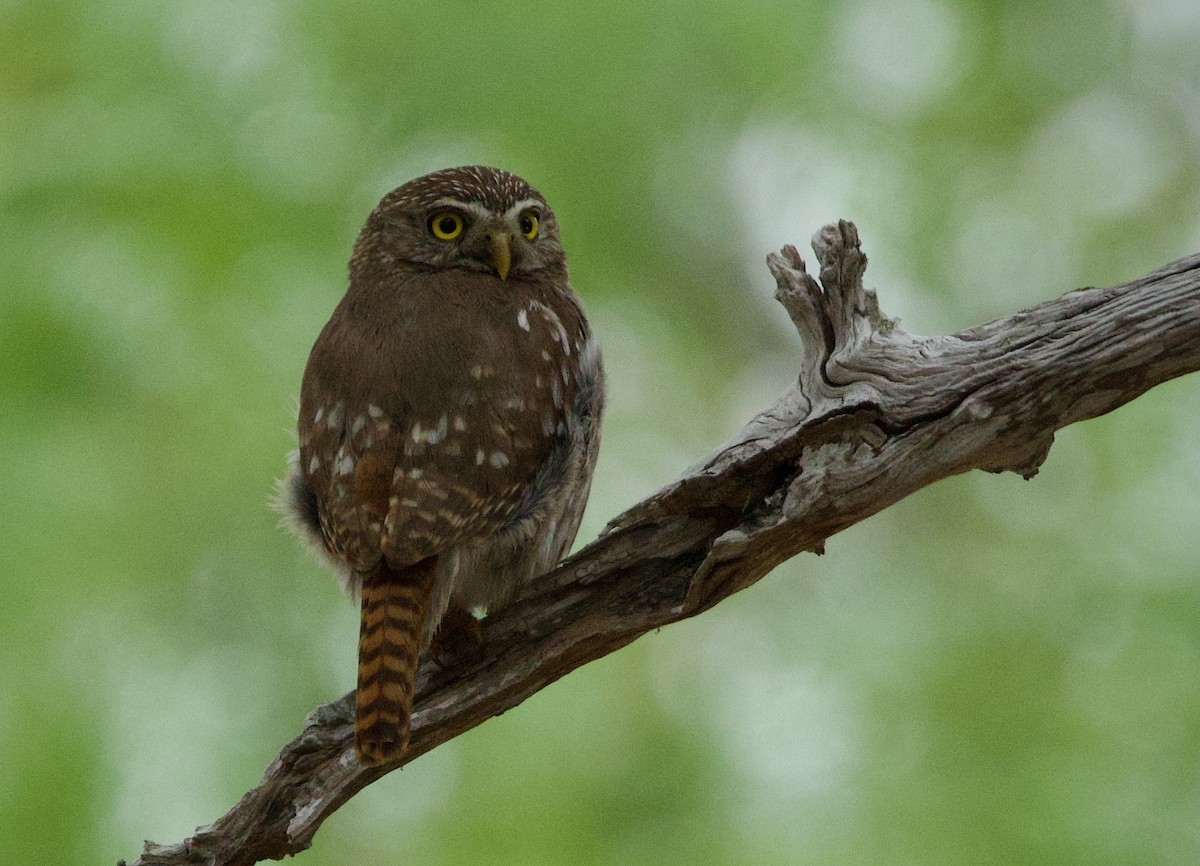 Ferruginous Pygmy-Owl - Pair of Wing-Nuts