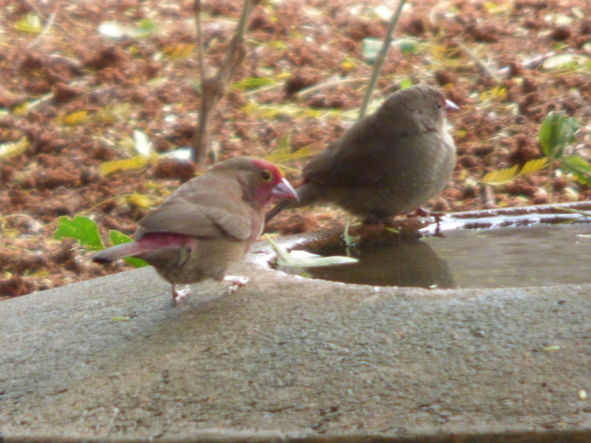 Red-billed Firefinch - ML618753122