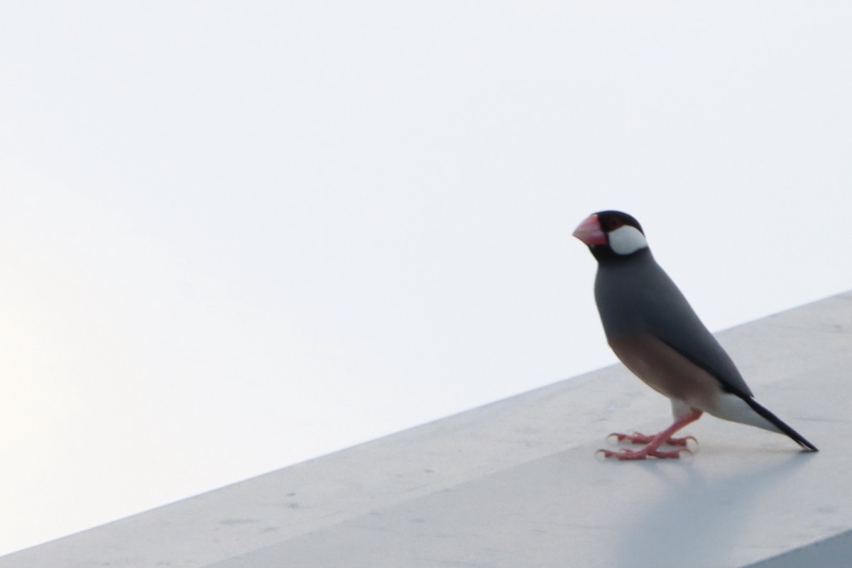 Java Sparrow - ML618753124