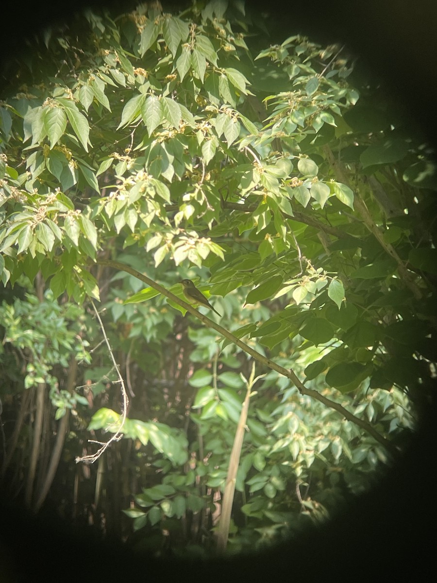 Мухоловка бамбукова - ML618753150