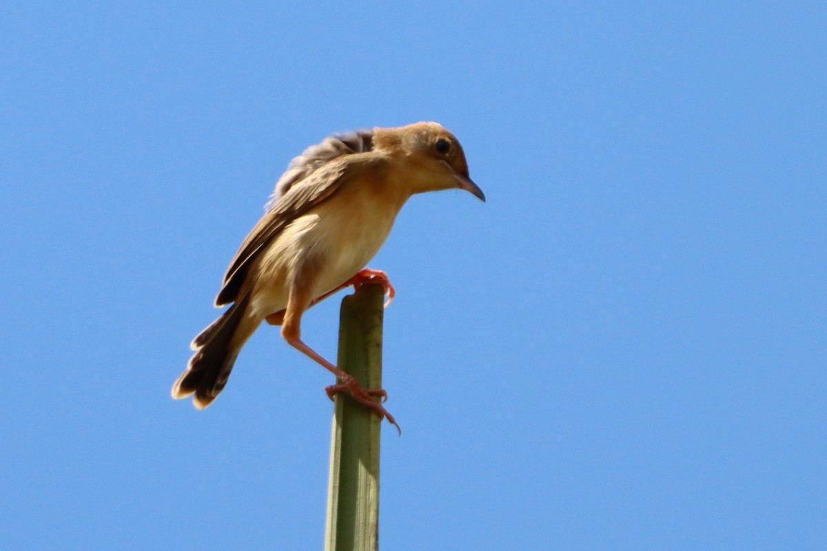 Golden-headed Cisticola - ML618753153