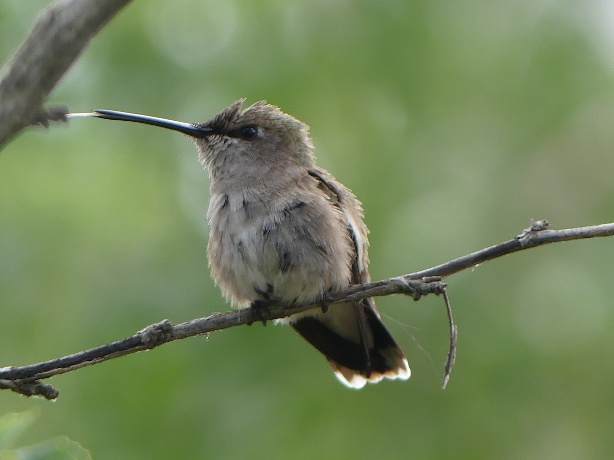 tanımsız Trochilidae sp. - ML618753166